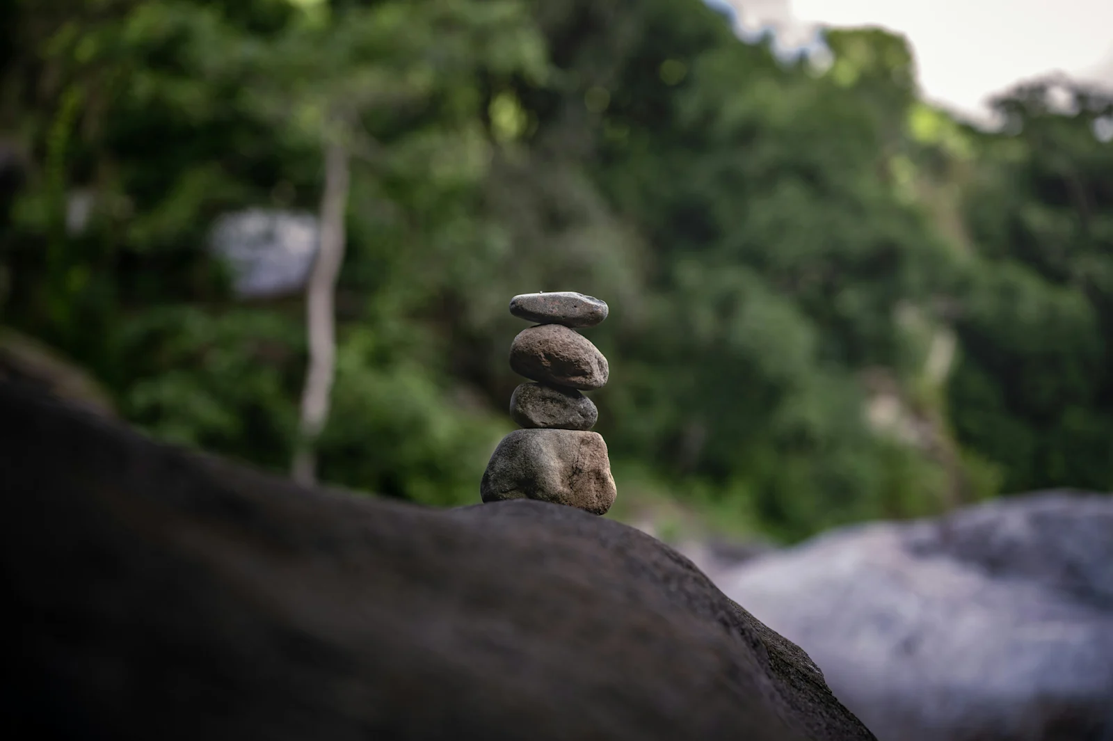 An Ultimate Travel Guide to Puerto Rico's Rainforests