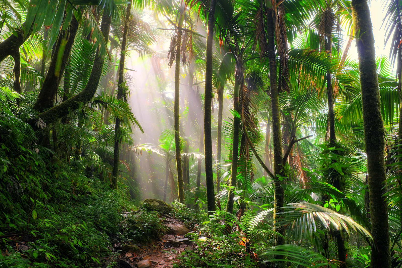 Sunlight falling through dense palms and tree ferns in the El Yunque rainforest.
