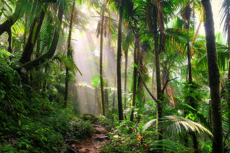 Sunlight falling through dense palms and tree ferns in the El Yunque rainforest.
