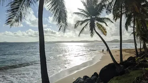image of a beach with palm trees and people walking on it.