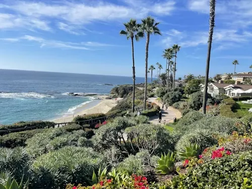 image of palm trees and beach in the background.
