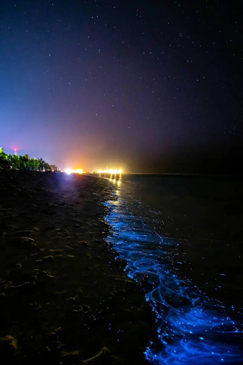 A Guide to Visiting the Bioluminescent Bay in Vieques: Experience Puerto Rico's Glowing Natural Wonder