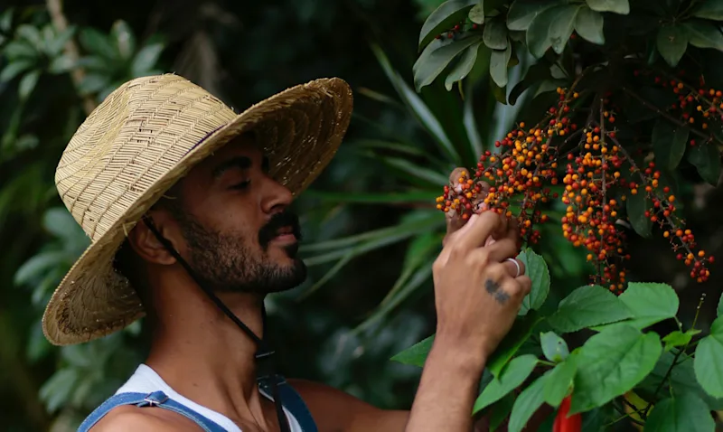 A Guide to Puerto Rico's Coffee Plantations and Tours
