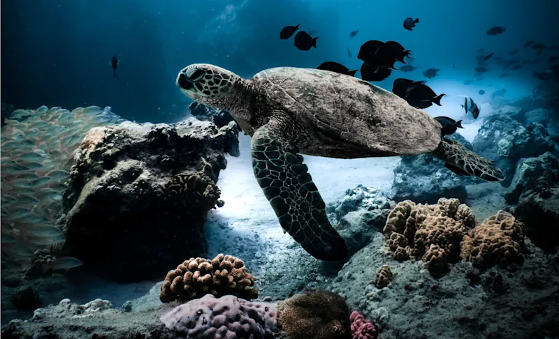 Snorkel Excursion