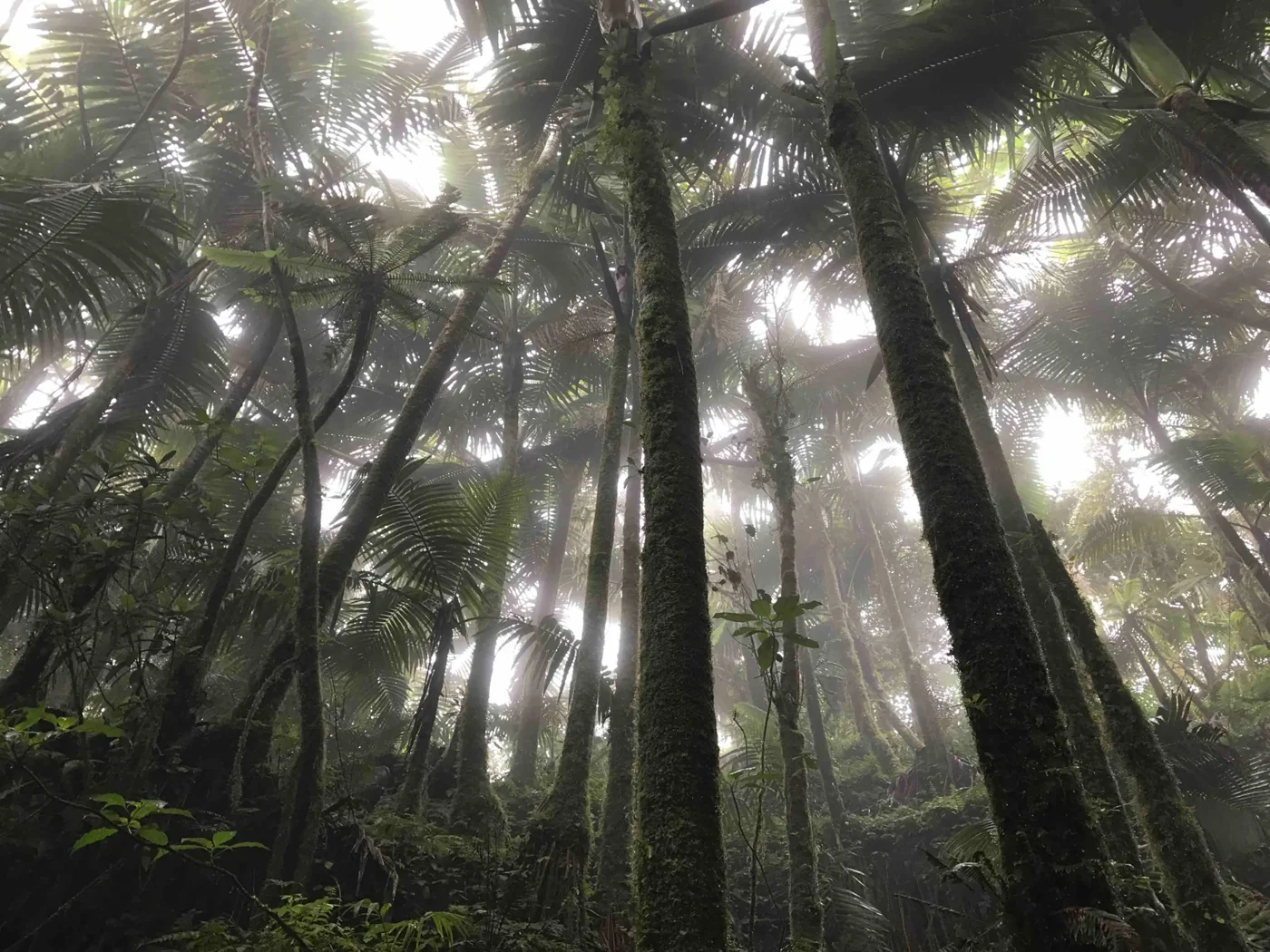 Misty rainforest canopy and dense tropical trees in El Yunque.