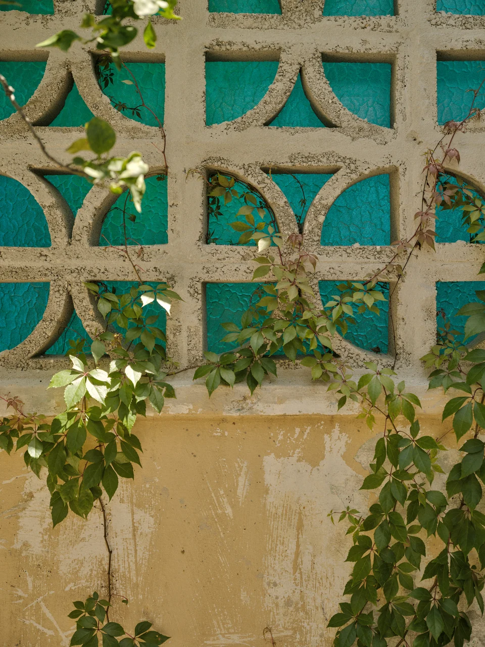 Blue painted breeze blocks, a flowering vine and concrete wall on Paz 3’s terrace