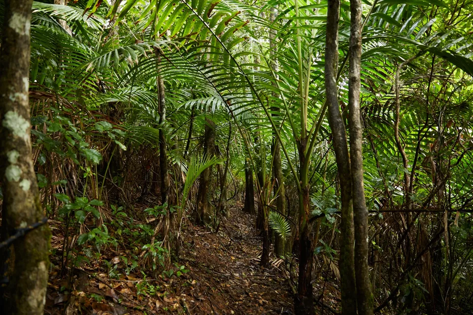 Ferns and palms alongside Selva’s private forest trail